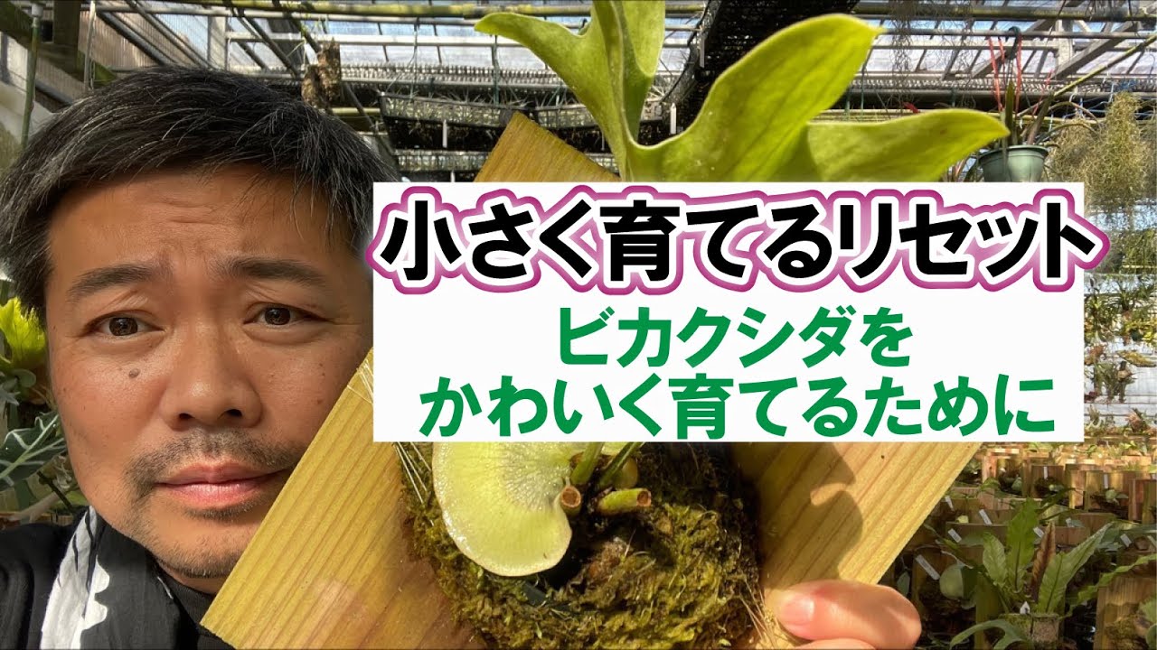ビカクシダ小さく育てるためのリセット