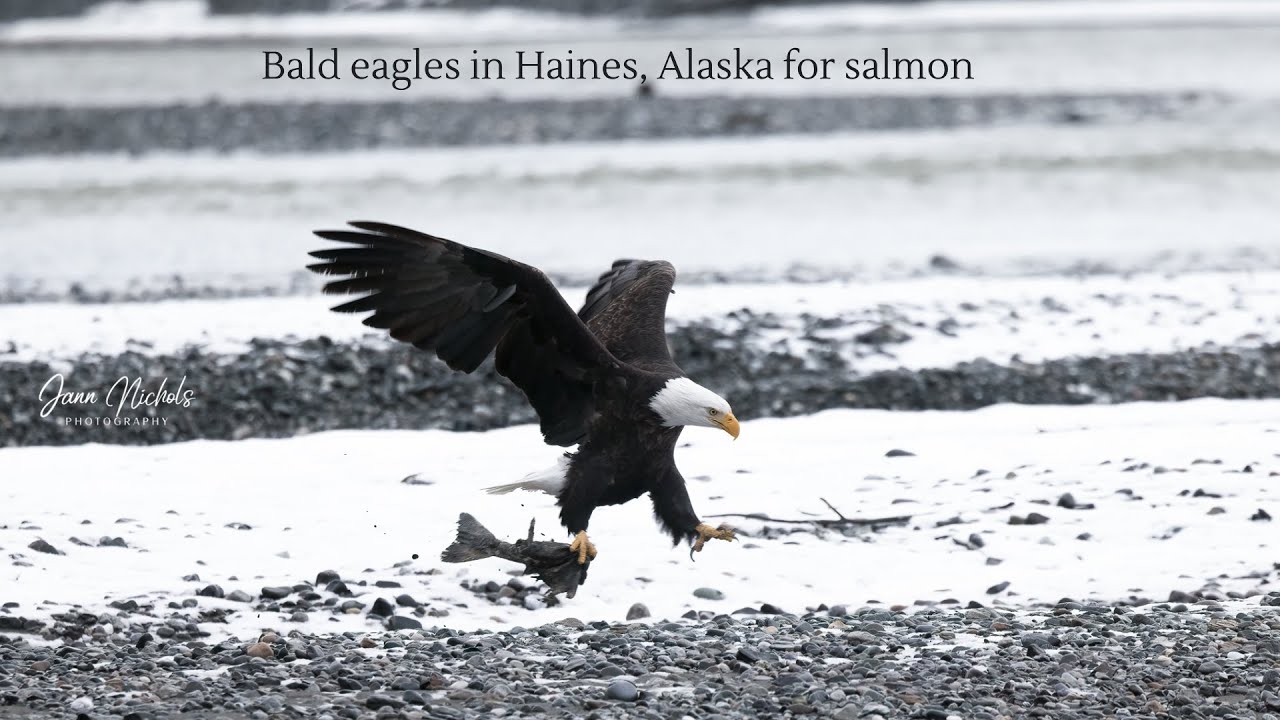 Bald eagles eating salmon at the river - Haines, Alaska