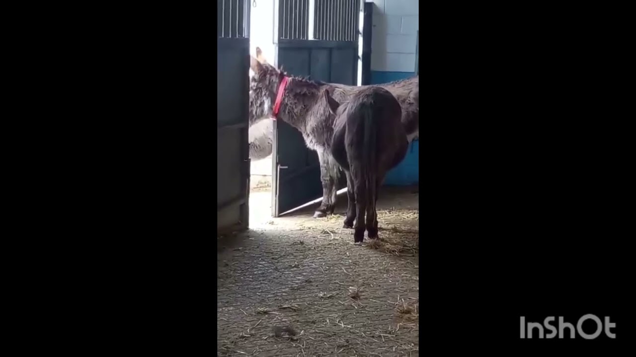 Cheeky donkey tries to escape!