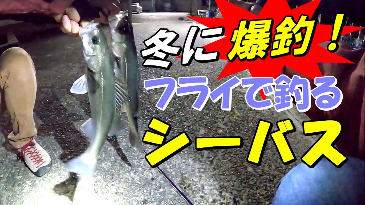 【爆釣！釣り納め】シーバスのフライフィッシング【※爆釣の基準には個人差があります】