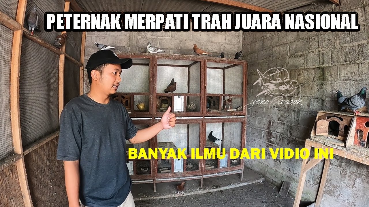 PETERNAK MERPATI TRAH JUARA NASIONAL (OM SULCHAN)