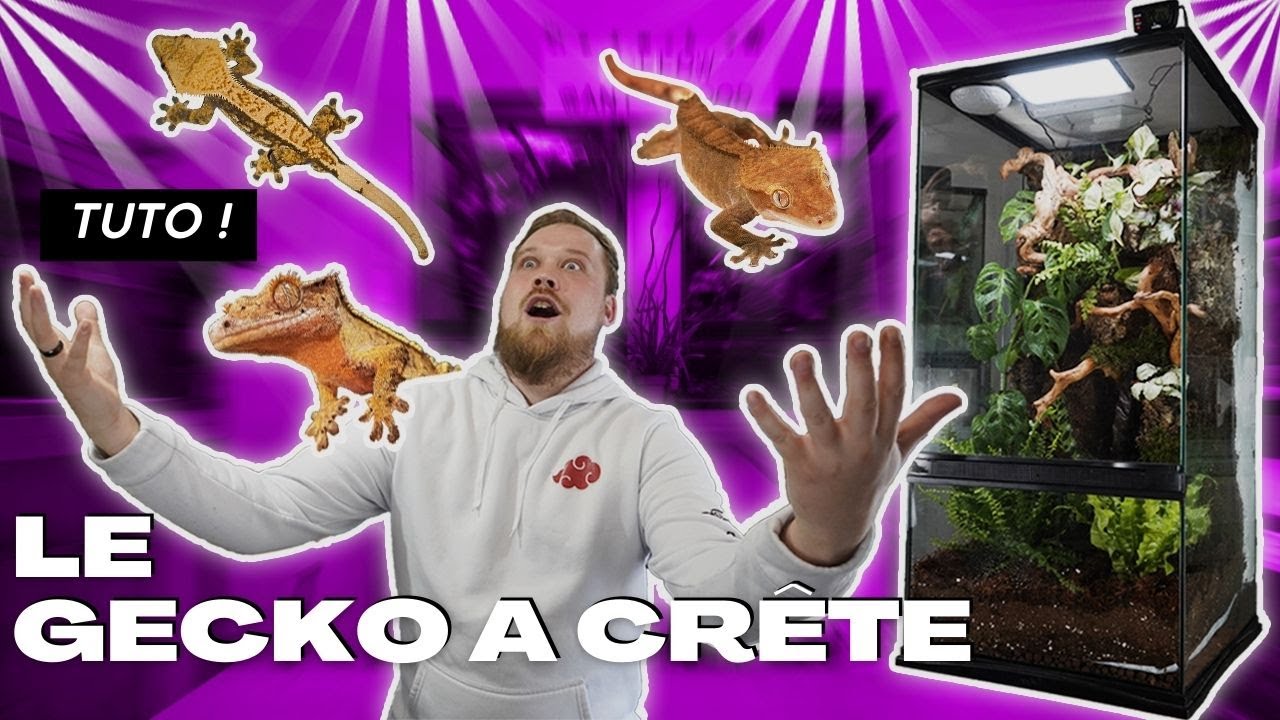 COMMENT BIEN INSTALLER SON GECKO A CRETE ! TRUCS & ASTUCES ! [ ANI' MOOD ]