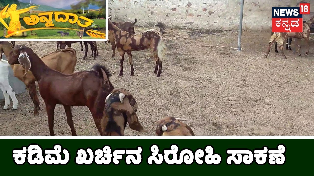 ಅನ್ನದಾತ | Sirohi Goat-rearing Turns Profitable For Karnataka Youth | July 14, 2014