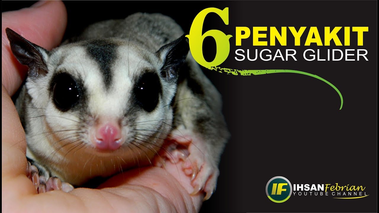 6 Penyakit Sugar Glider || 6 Sugar Glider Diseases