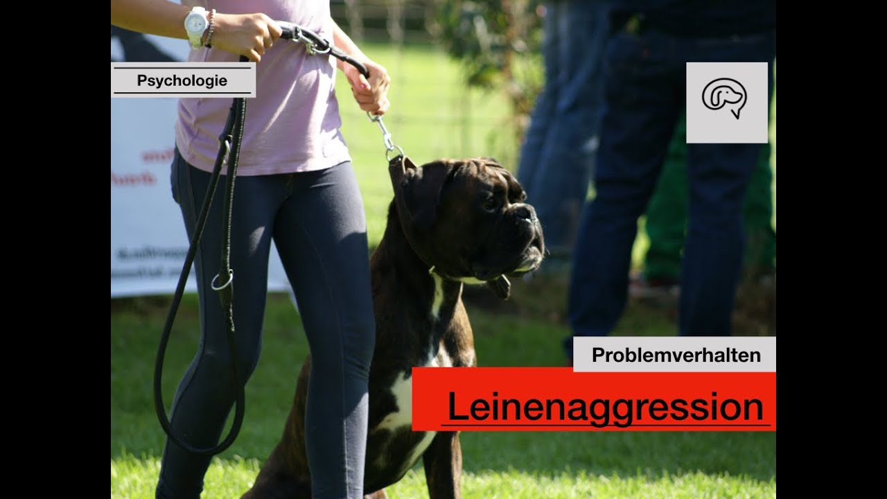 Daily Dogtalking - Warum pöbeln Hunde an der Leine?