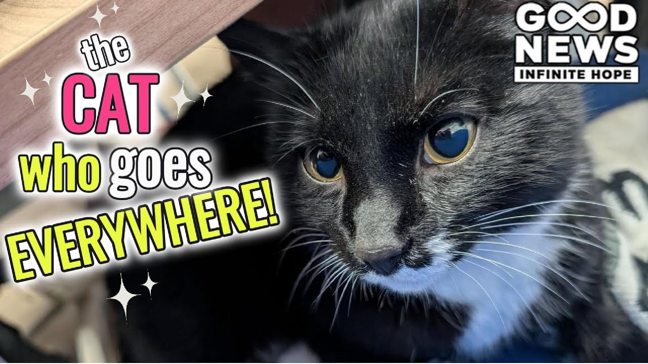 The Cat Who Shows Up EVERYWHERE—Even a Naval Base!
