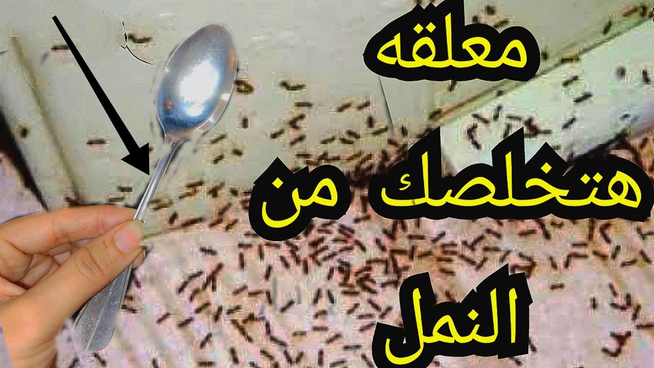 وداعا للنمل🤦معلقه واحده هتخلصك من النمل-وافكار وحلول لمشاكل المطبخ