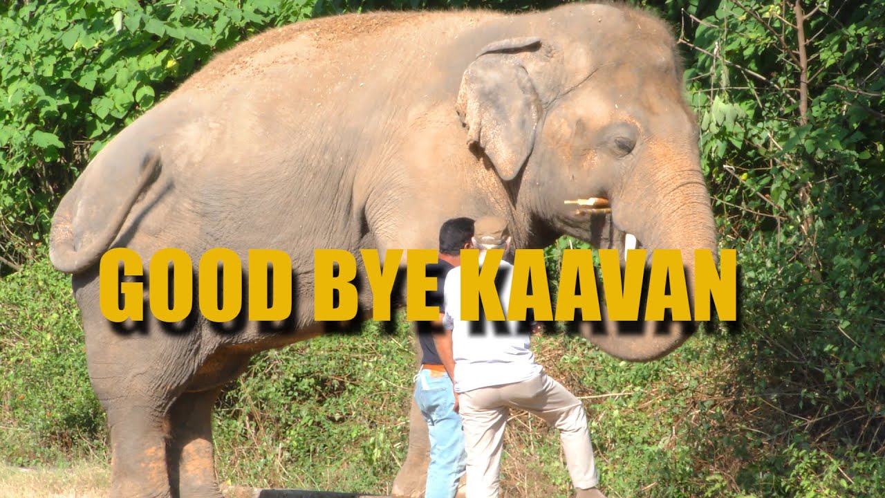Good Bye Kaavan - Kaavans Worlds loneliest elephant is free at last last days in Pakistan