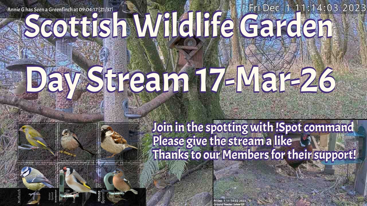 LIVE 🔴 Bird Feeders, Wildlife Cameras Scotland UK from Scottish Wildlife Garden