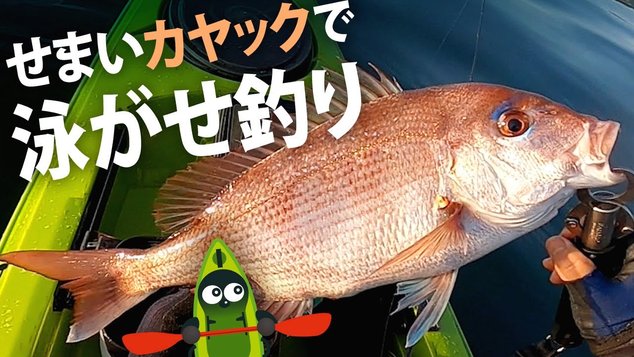 カヤックで泳がせ釣り！生餌でマダイを釣る５月のカヤックフィッシング