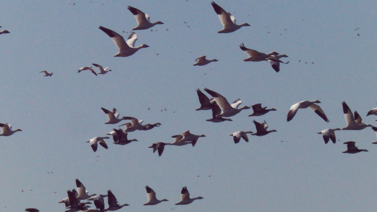 Loess Bluffs Feb 28, 2026 (Snow Geese Photography and Video)