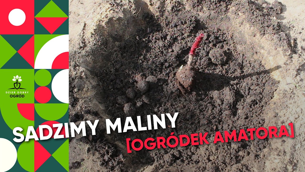 Jak posadzić maliny? Jaka ziemia do malin? Kiedy sadzić maliny?