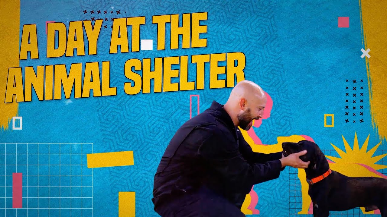 On the Job: A Day at the Waco Animal Shelter
