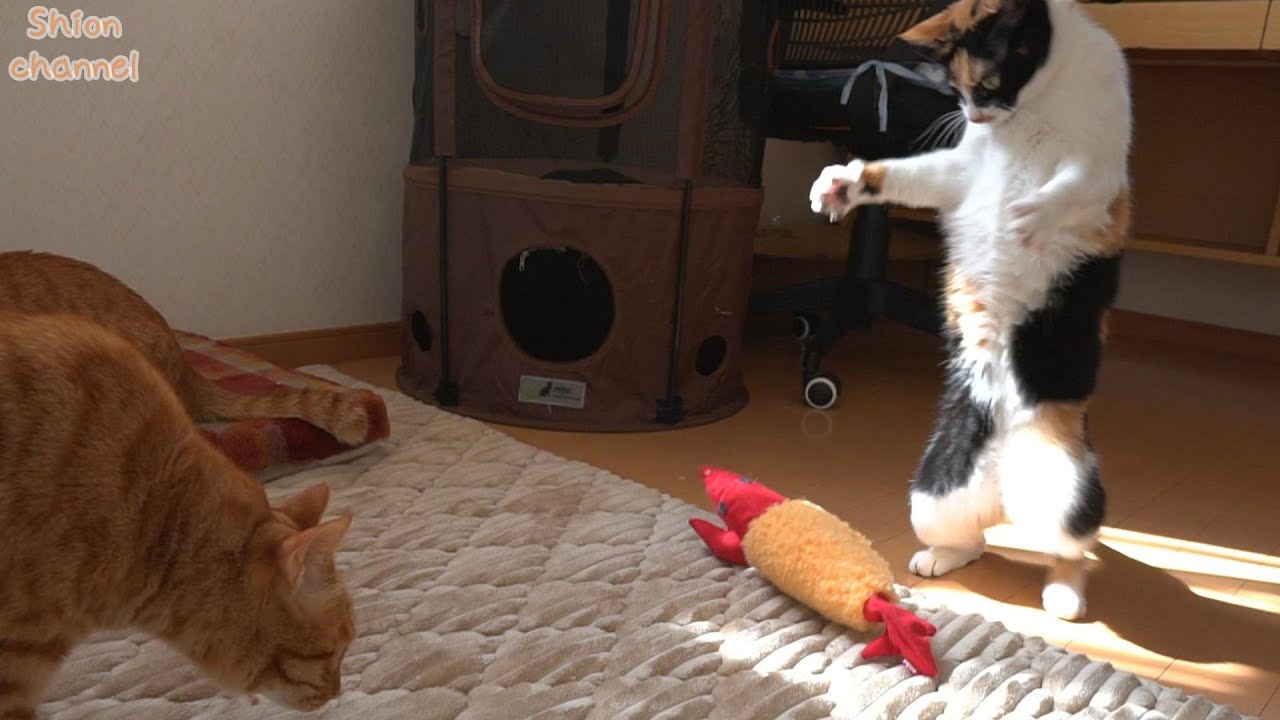 衝撃映像⁉２足歩行する猫の姿を捉えました