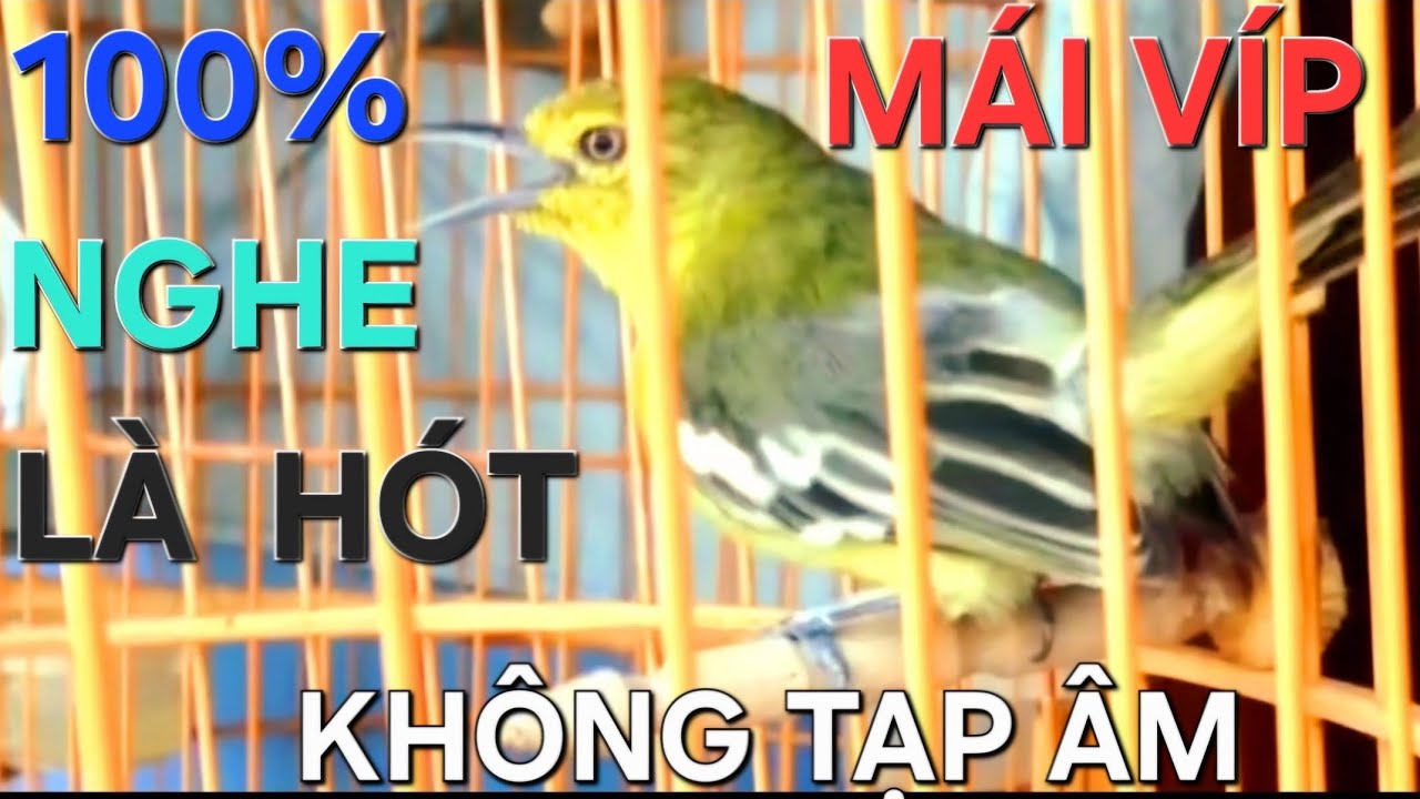 Chim Huýt Cô mái căng lửa hót không tạp âm, kích bổi hót theo, gọi bổi khi đi bẫy/ Chim Huýt Cô