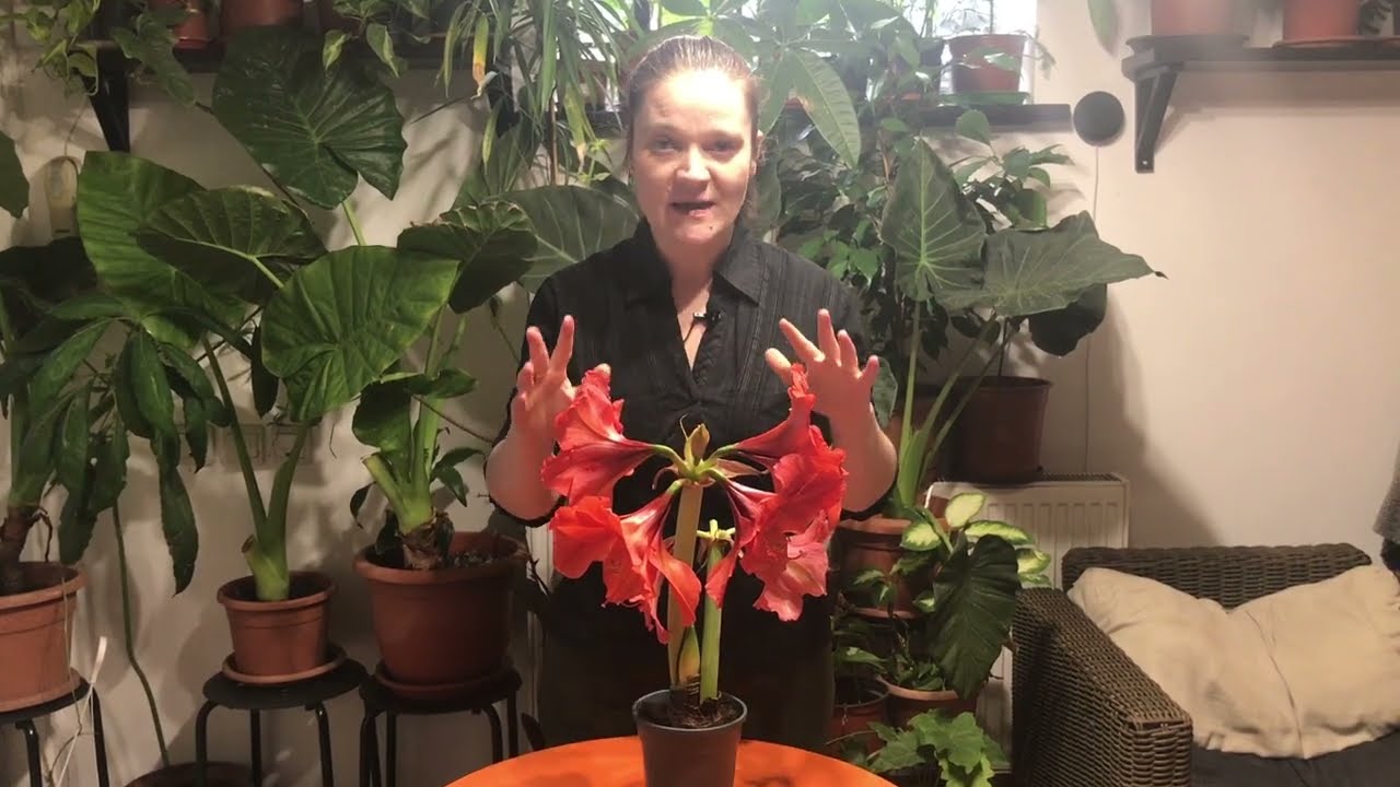 Cum prelungim inflorirea la Amaryllis #ingrijireaflorilor
