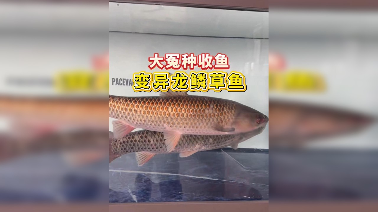 杭州惊现两条变异龙鳞草鱼，千里奔赴，果断拿下！
