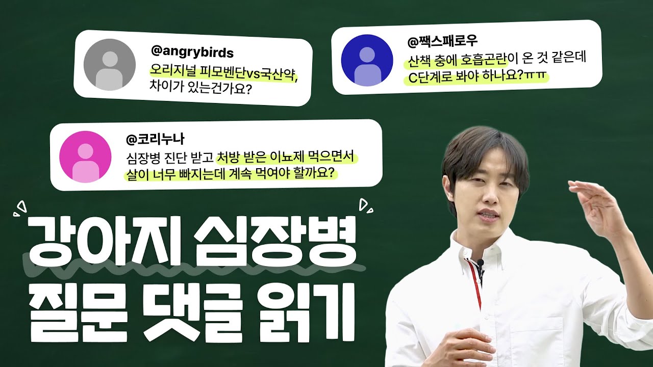 강아지 심장병 궁금증 완전 정리 : 폐수종 증상부터 심장약, 신부전 식단까지 | 김예원 원장 | 댓글읽기