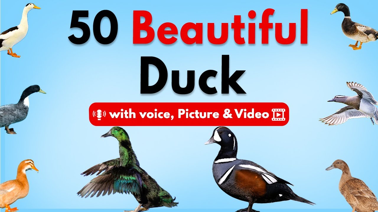 50 удивительных пород уток 🦆 | Изучите разные виды уток на английском языке с помощью голосовых с...