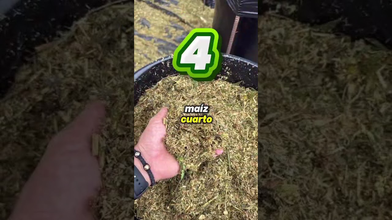 🌽MAÍZ PARA ENSILAJE, te cuento porqué el SORGO JJT 18 es mucho MEJOR 💥💪🌿 #ganaderiacolombiana