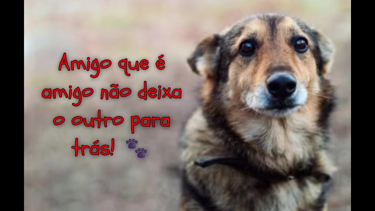 HOMEM ENCONTRA CACHORRO ABANDONADO E FINAL EMOCIONA #pets #cachorro #abandonoanimal #dogvideos