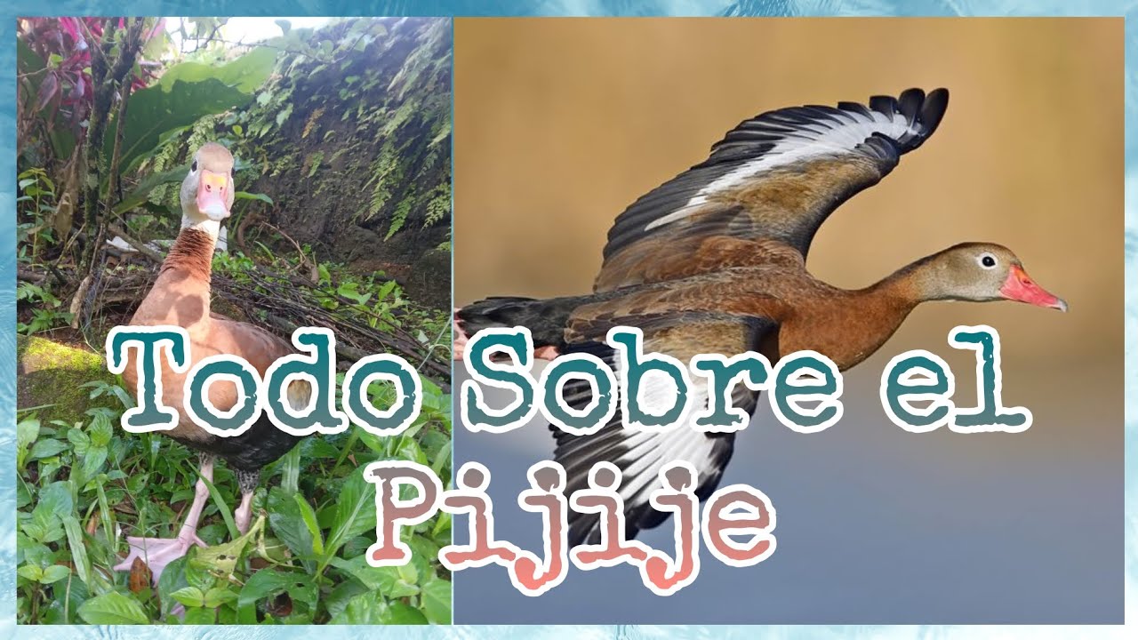 Todo Sobre el Pijije de alas blancas. (Dendrocygna autumnalis) El pato de muchos colores.