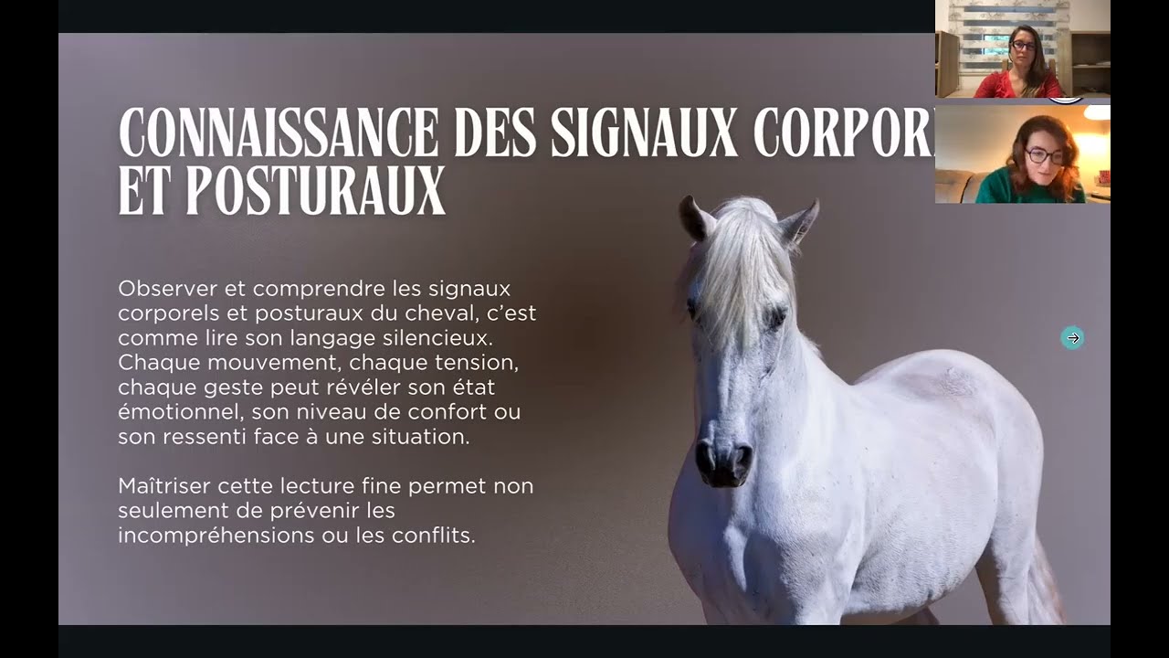 Découvrir les expressions faciales de son cheval