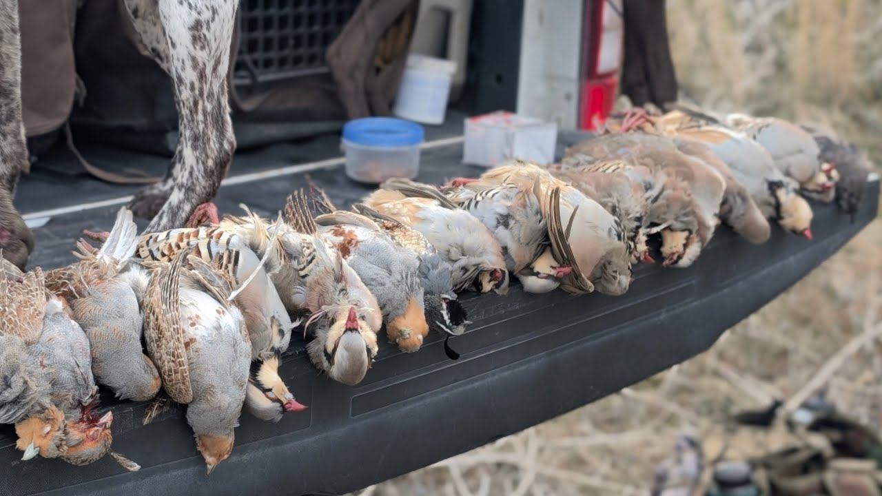 1/31/26 Chukar Hunting