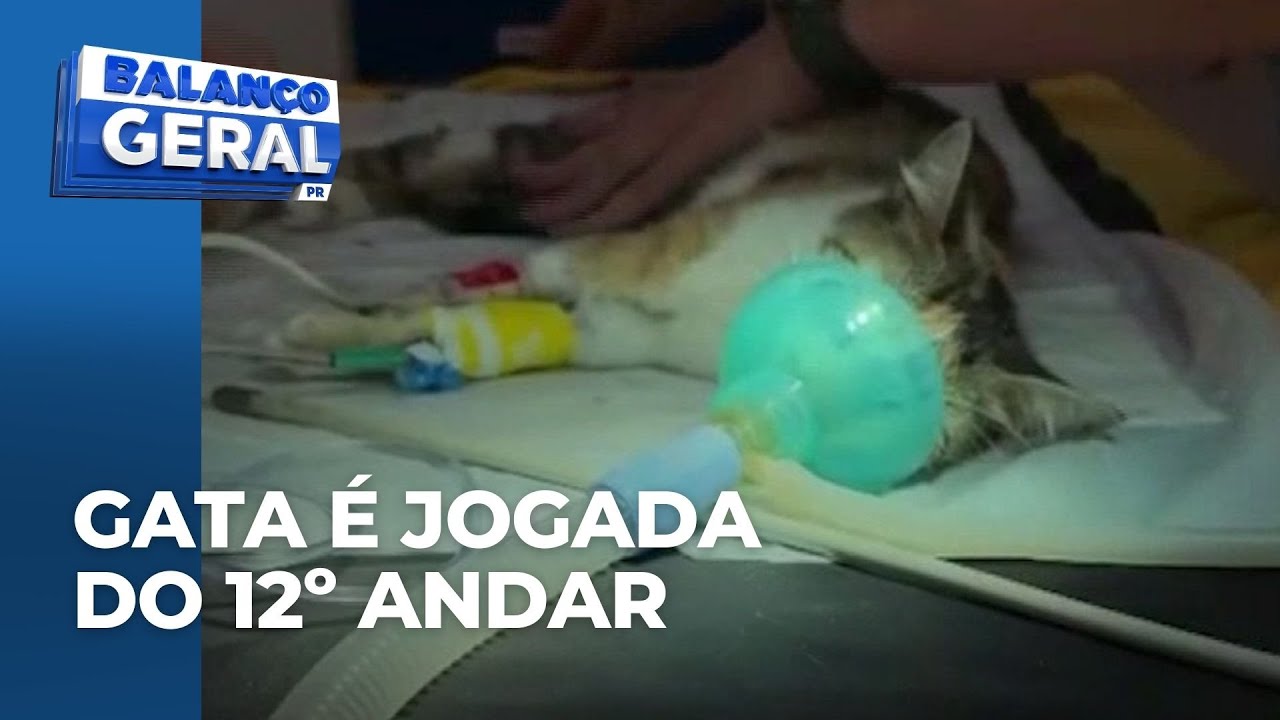 Mulher joga gata do 12⁠º andar de prédio no Centro de Curitiba e é presa em flagrante