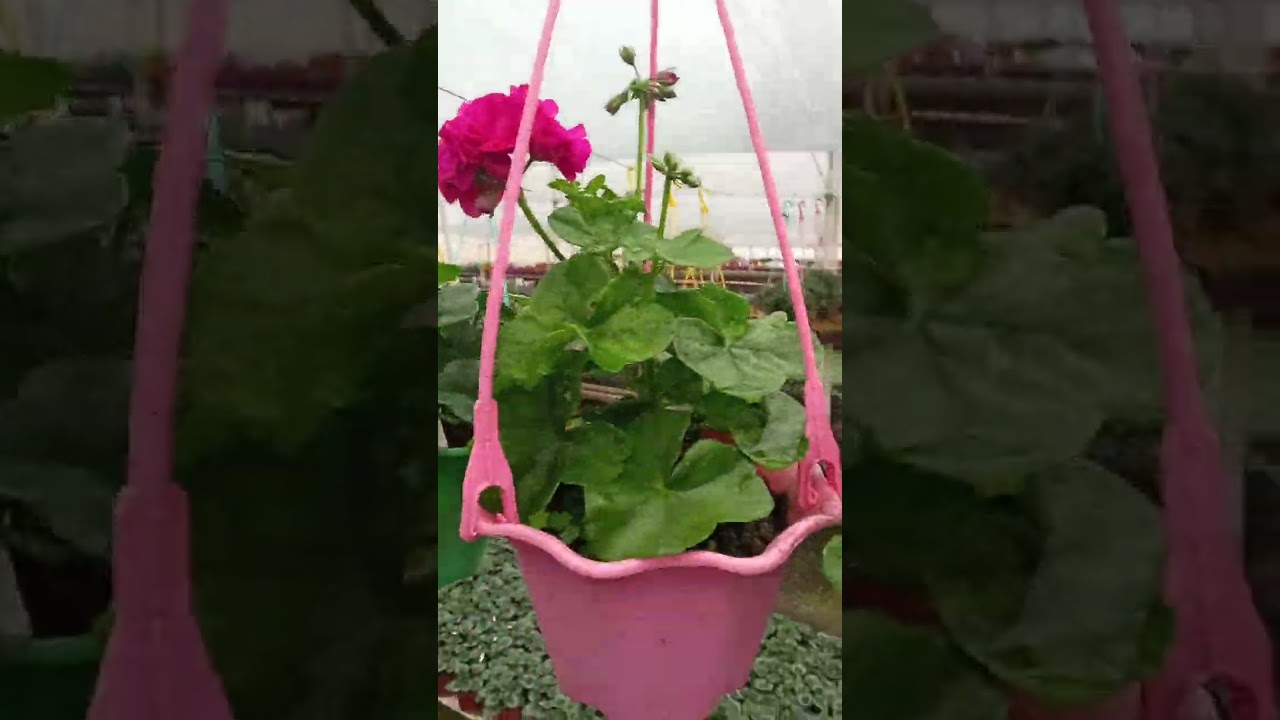 Андижон Гуллар Олами 993281059