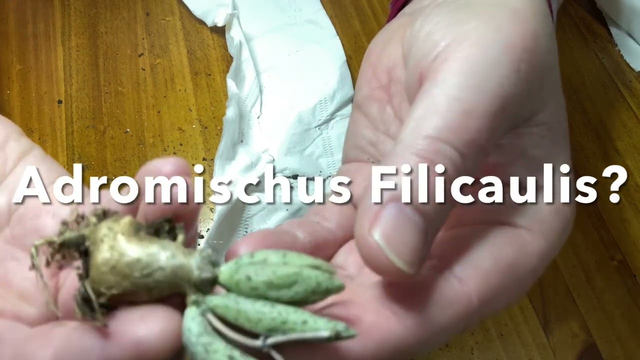 Adromischus Value Pack Unboxing from Succulents Australia