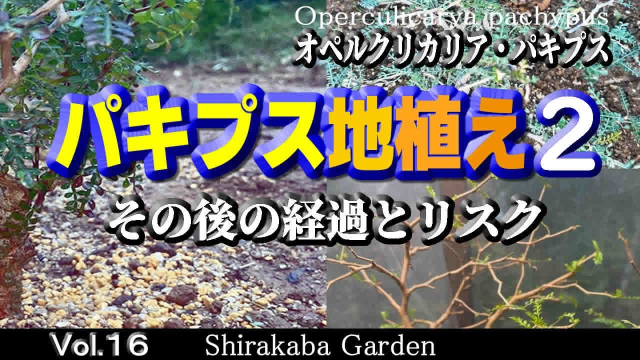 ■続編・パキプス地植え２■オペルクリカリア パキプス Vol.1６・剪定・挿し木、根ざし Operculicarya pachypus・Cultivation by cuttings 塊根植物