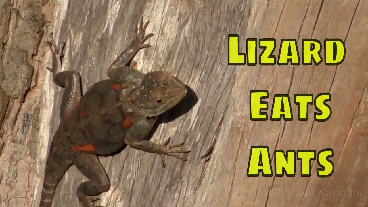 An Agama Lizard's Eating Ants Insects