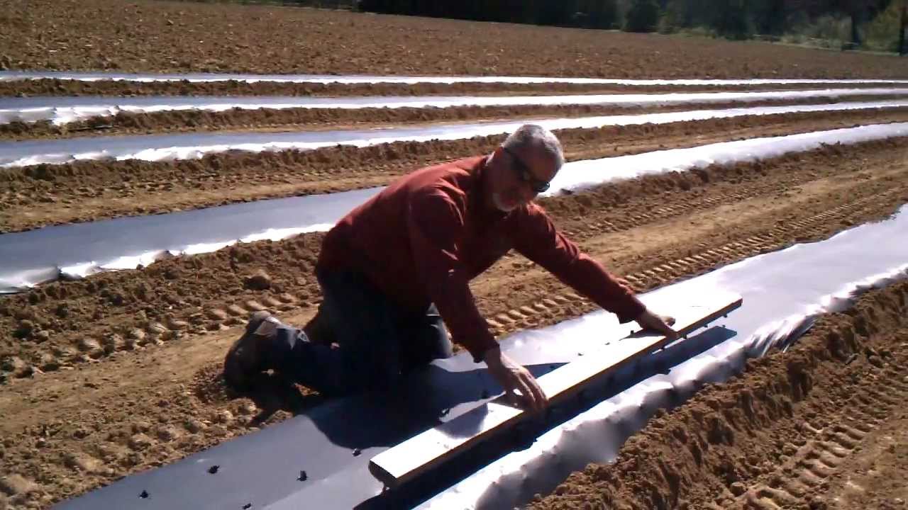 Planting Sweet Onions