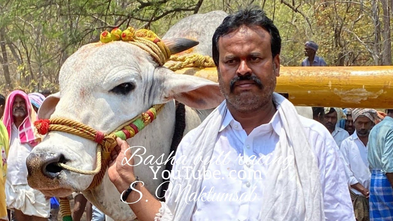 మల్ కట్ పల్లె సీనియర్స్ విభాగంలో 1వ జత KVS బుల్స్
