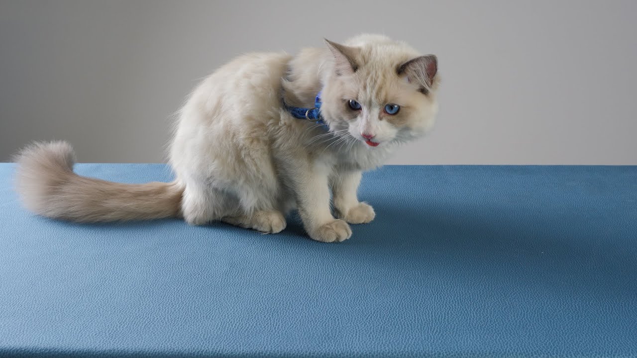 Tkaniny funkcyjne -Pet friendly