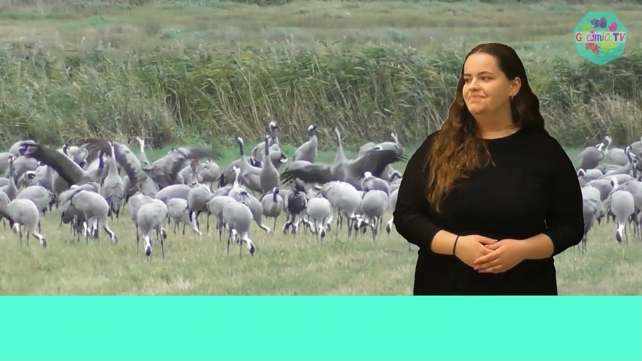 GuckmichTV -  Wieso fliegen Zugvögel immer tausende von Kilometern?