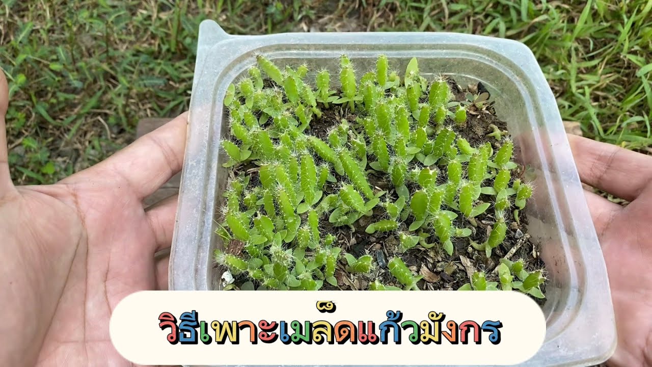 วิธีเพาะเมล็ดแก้วมังกร,เพาะต้นแก้วมังกรจากเมล็ด