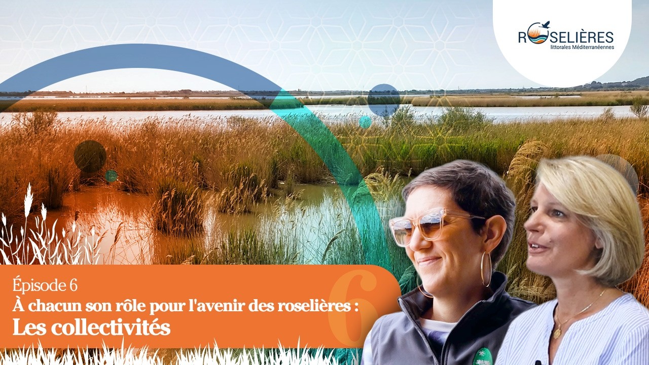 Épisode 6 - À chacun son rôle pour l'avenir des roselières : Les collectivités