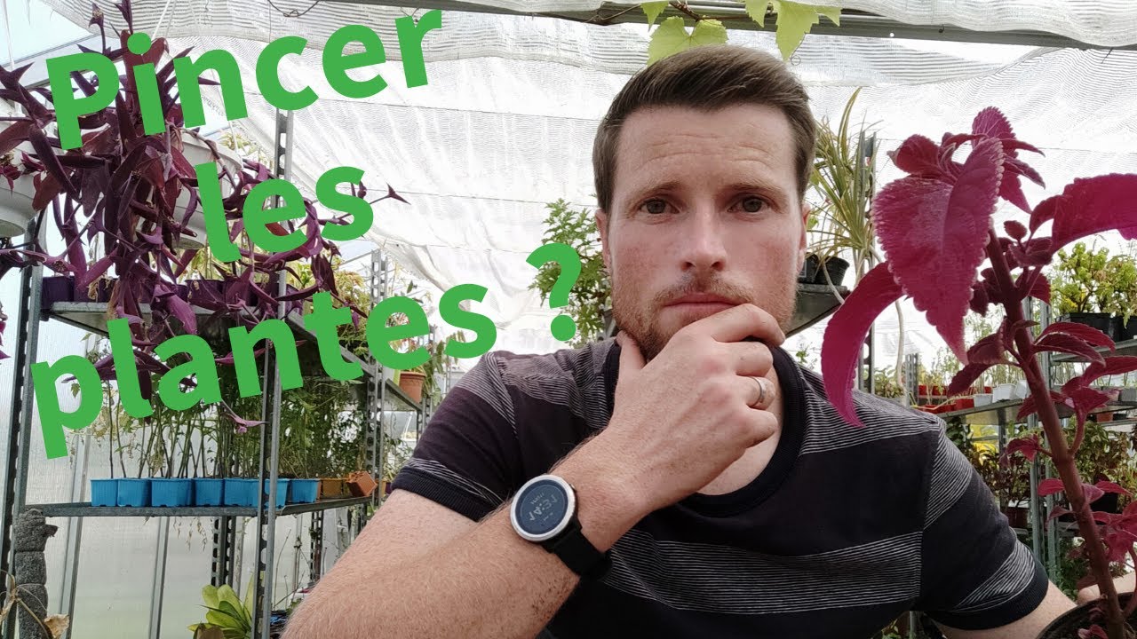 [TUTO] Comment et pourquoi pincer les plantes ?