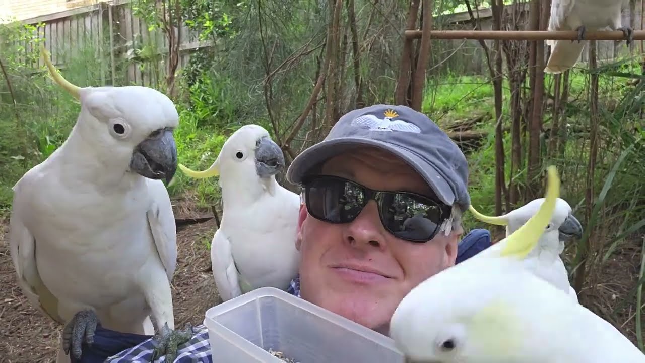 The beaky birbulators of Birbsville have a snack