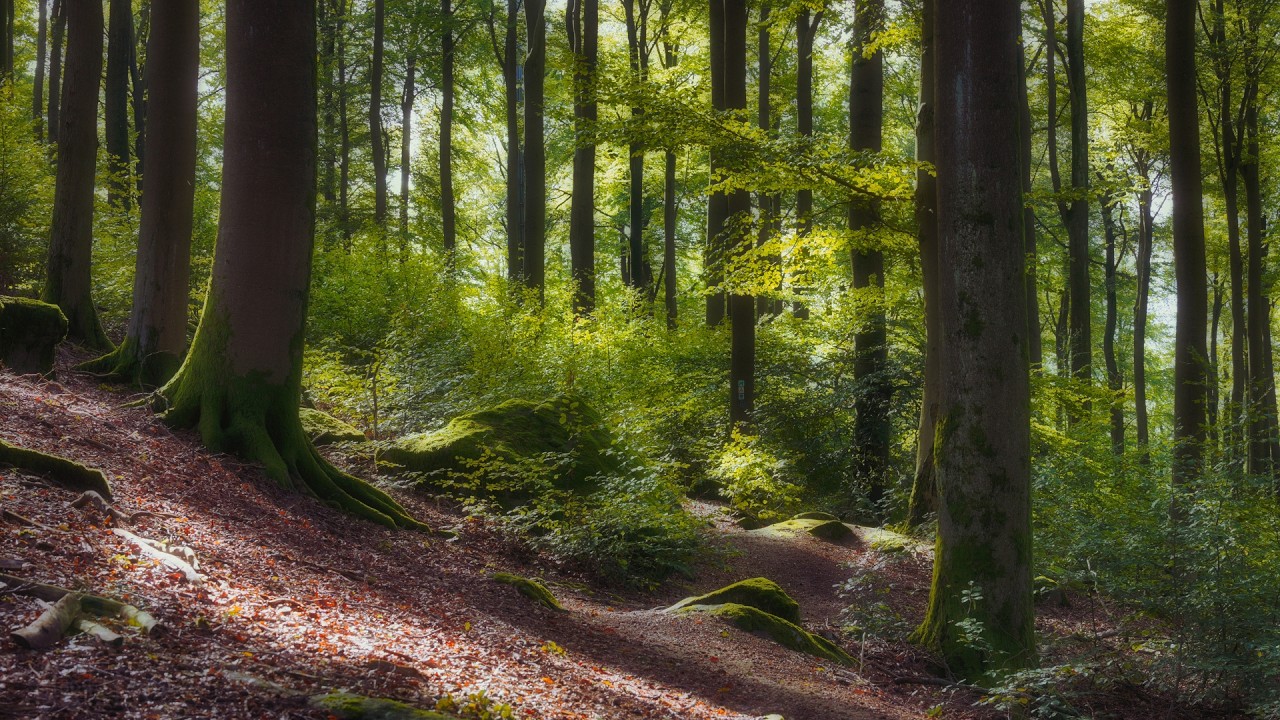 🌳 4K - Relaxing Nature Sounds For Stress Relief, Forest Sounds, Bird Song, No AI