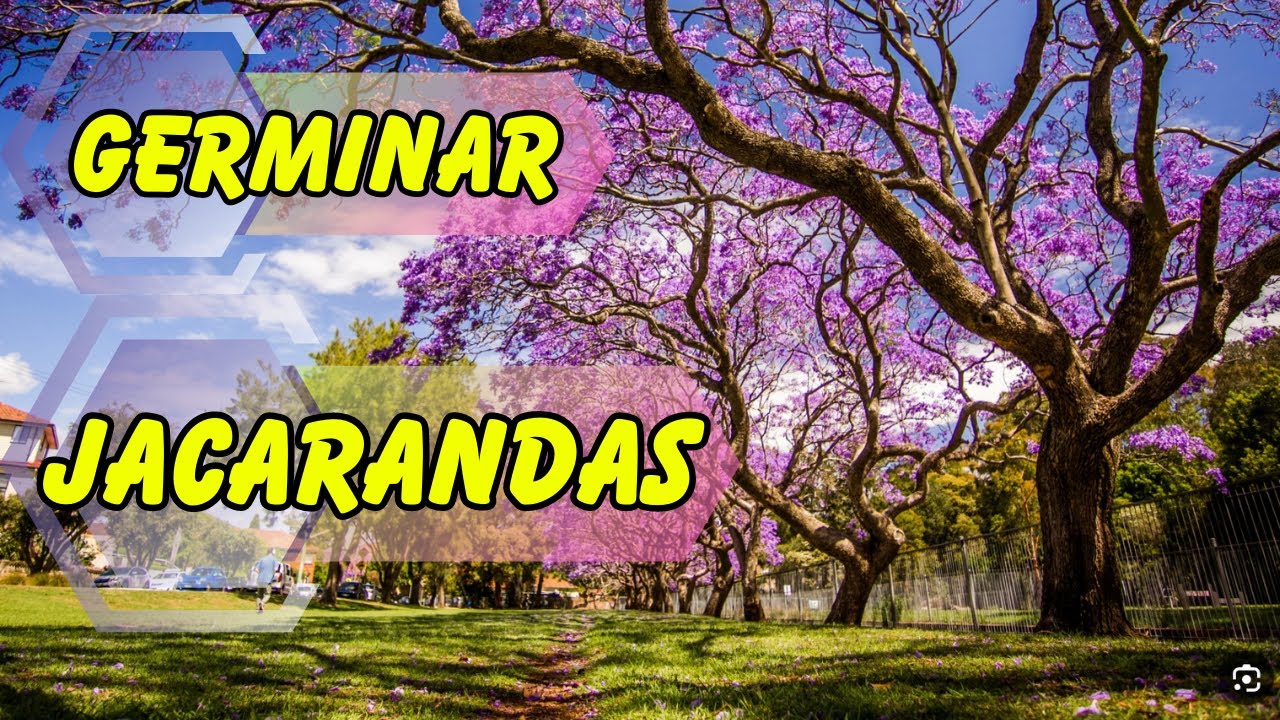 Como Obtener y GERMINAR Arbol de JACARANDA
