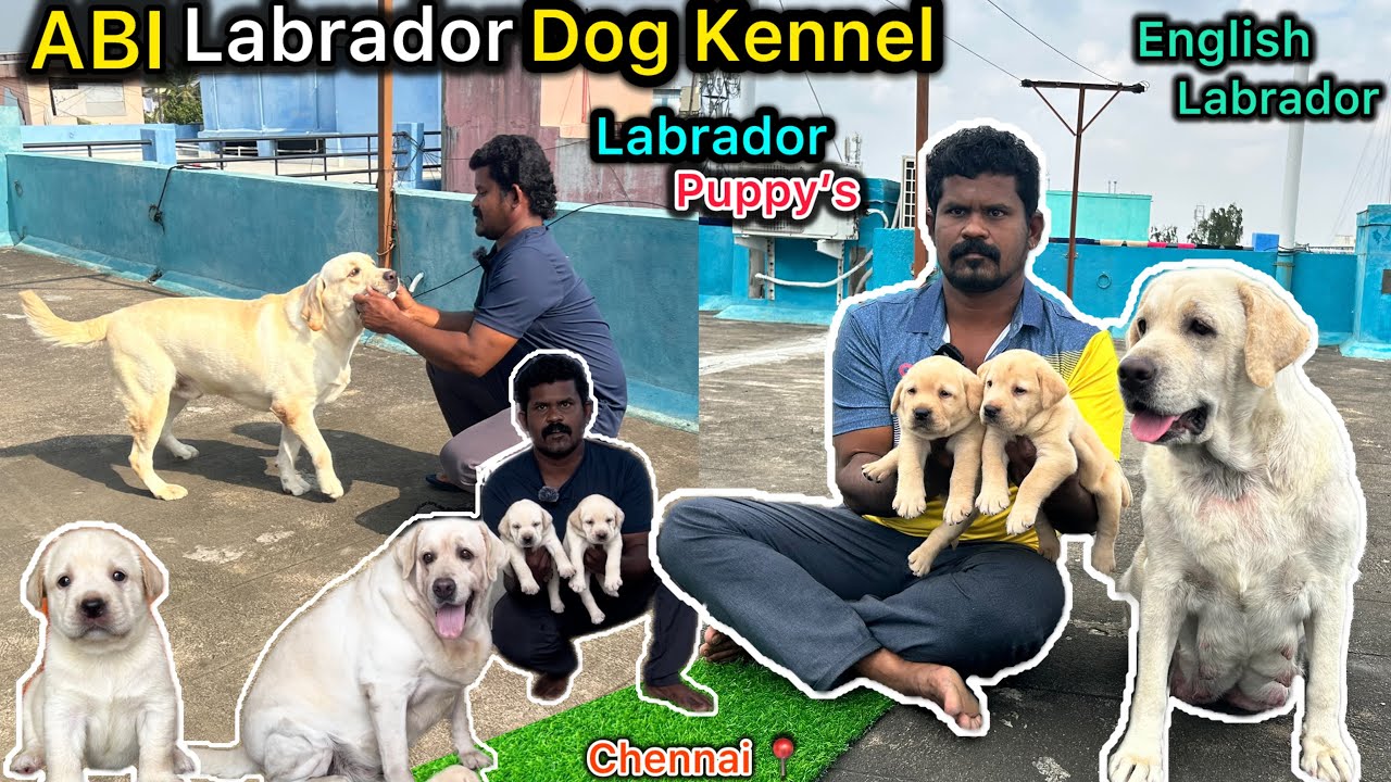 💥Abi Dog Kennel |🐶Labrador Dog Puppy's | English Labrador | Chennai pet shop | Eagletwist