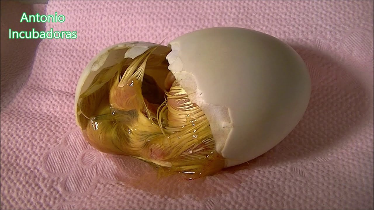 Nacimiento de pato criollo o mudo