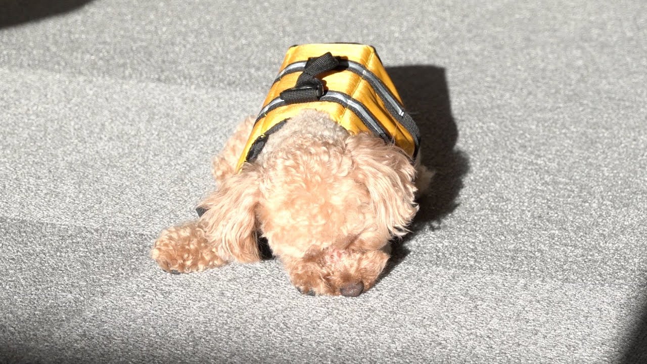 愛犬にライフジャケットを着せたら気に入りすぎてこうなりました