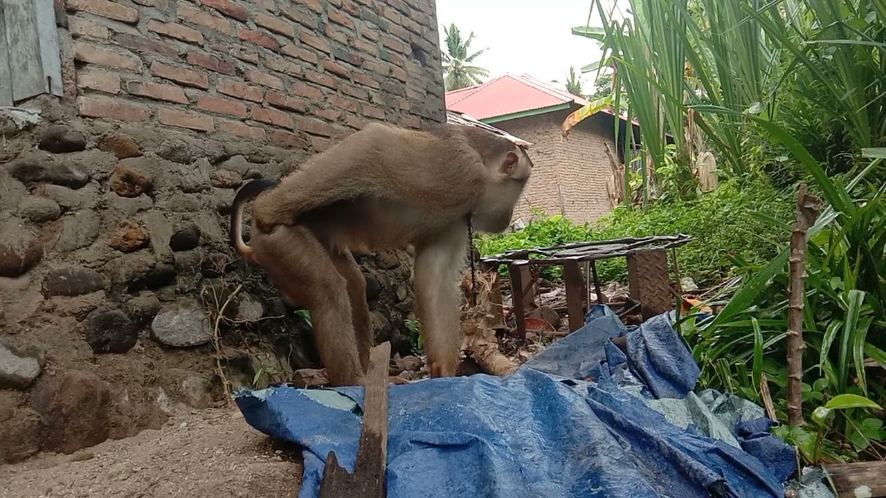 Monyet KAWIN GOYANG dumang