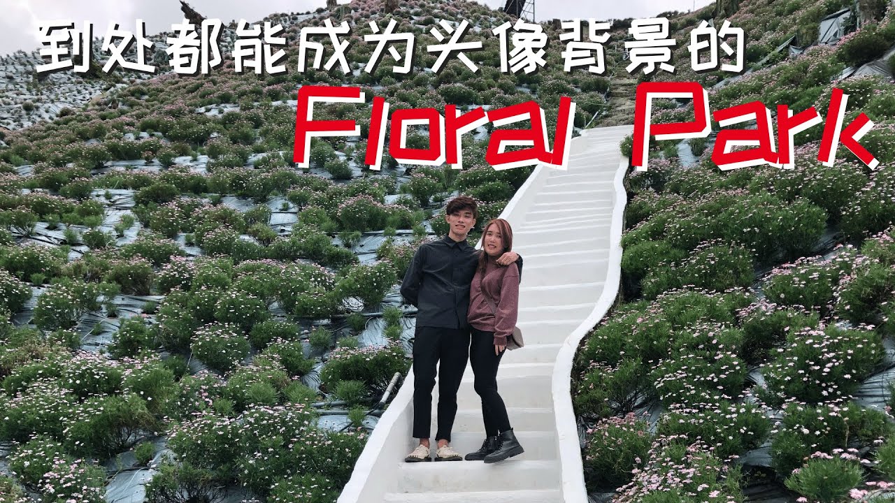 Cameron Highlands Part 1 - 前往必去的Boh Tea Centre茶园，The Sheep Sanctuary看绵羊，和让我们呆了两小时半的新景点Floral Park