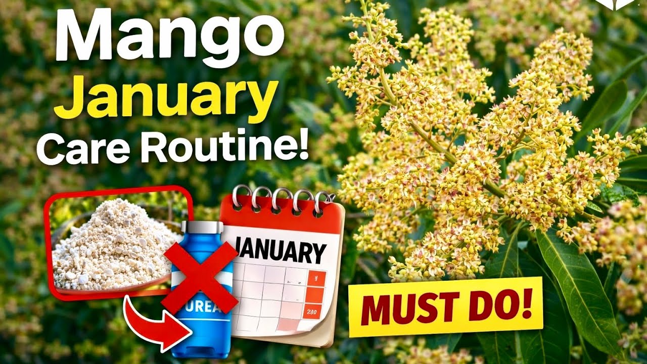 इस महीने की एक गलती, पूरी फसल बर्बाद | Mango Plant January Care Checklist