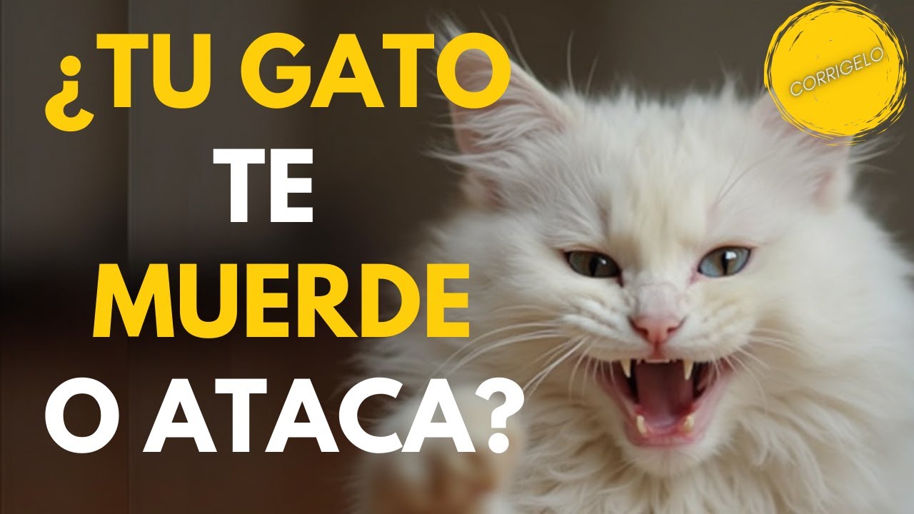 ¿Qué quiere un Gatito cuando te muerde o ataca?